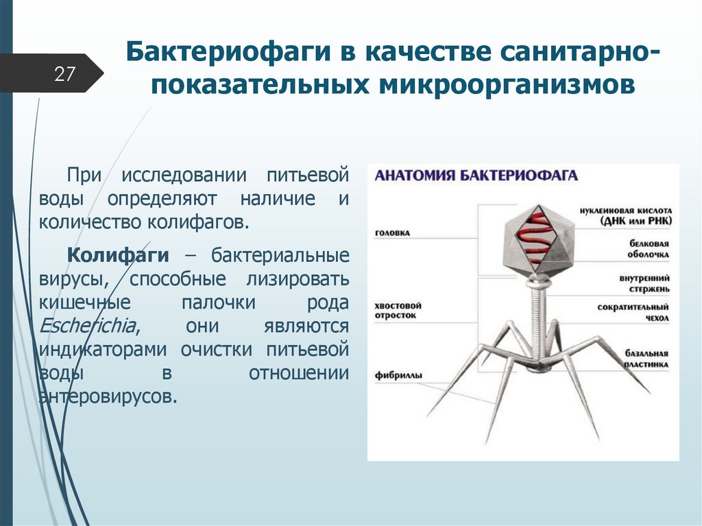 Бактериофаги в качестве санитарно-показательных микроорганизмов