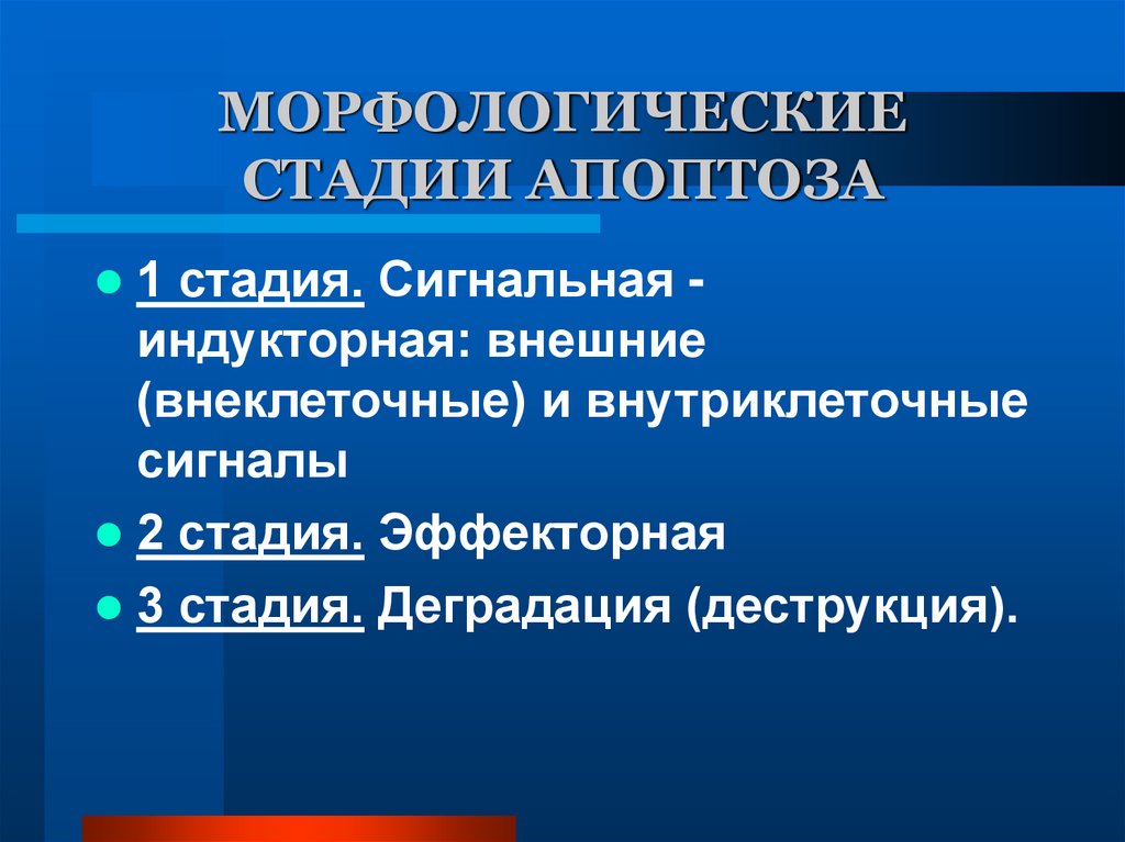 МОРФОЛОГИЧЕСКИЕ СТАДИИ АПОПТОЗА