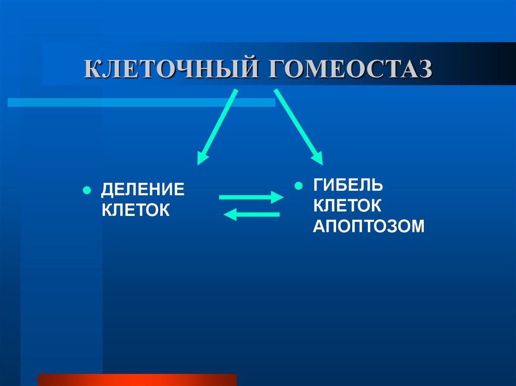КЛЕТОЧНЫЙ ГОМЕОСТАЗ