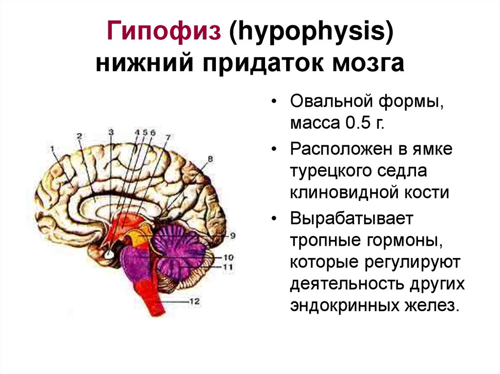 Гипофиз (hypophysis) нижний придаток мозга