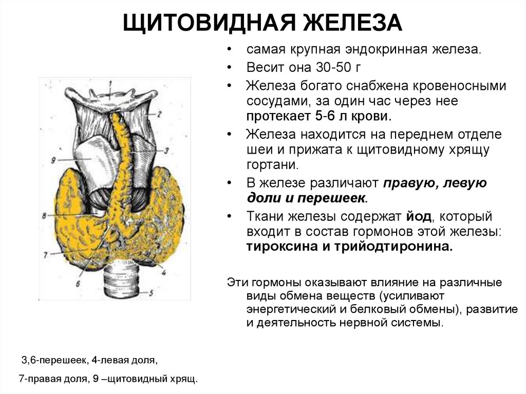 ЩИТОВИДНАЯ ЖЕЛЕЗА