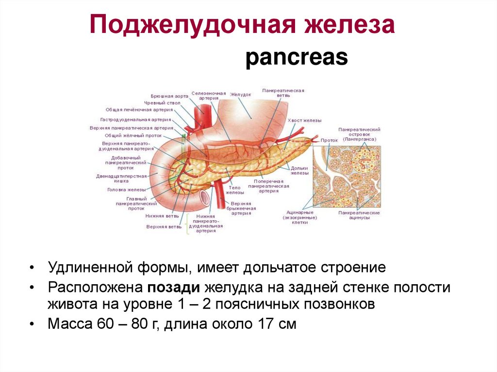 Поджелудочная железа pancreas