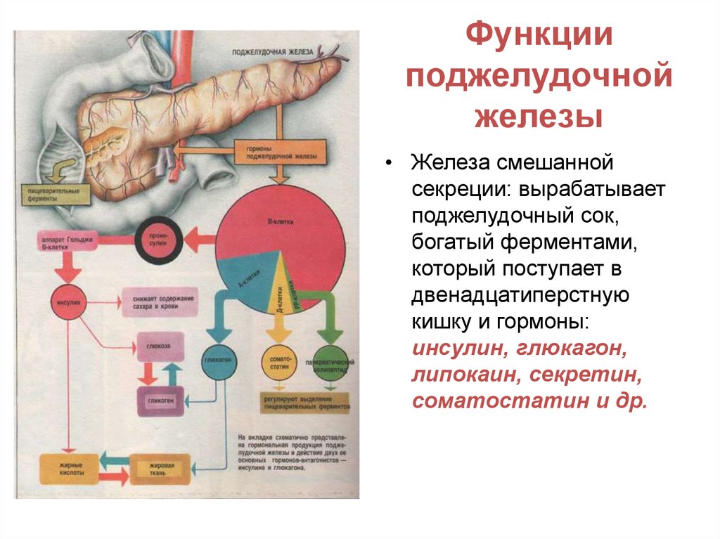 Функции поджелудочной железы