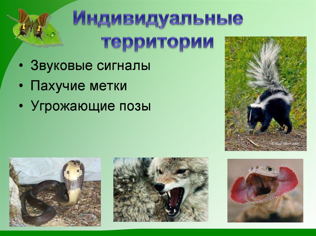 Индивидуальные территории