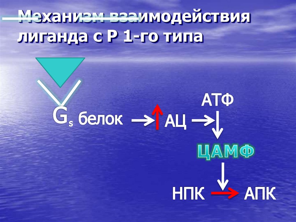 Механизм взаимодействия лиганда с Р 1-го типа