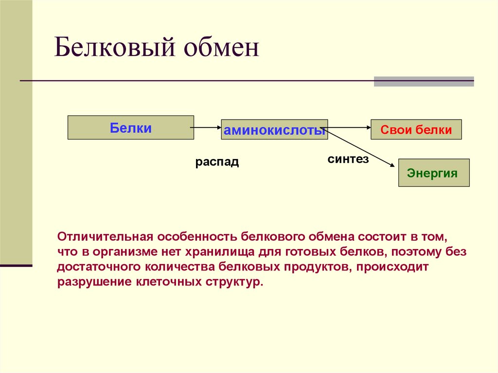 Белковый обмен