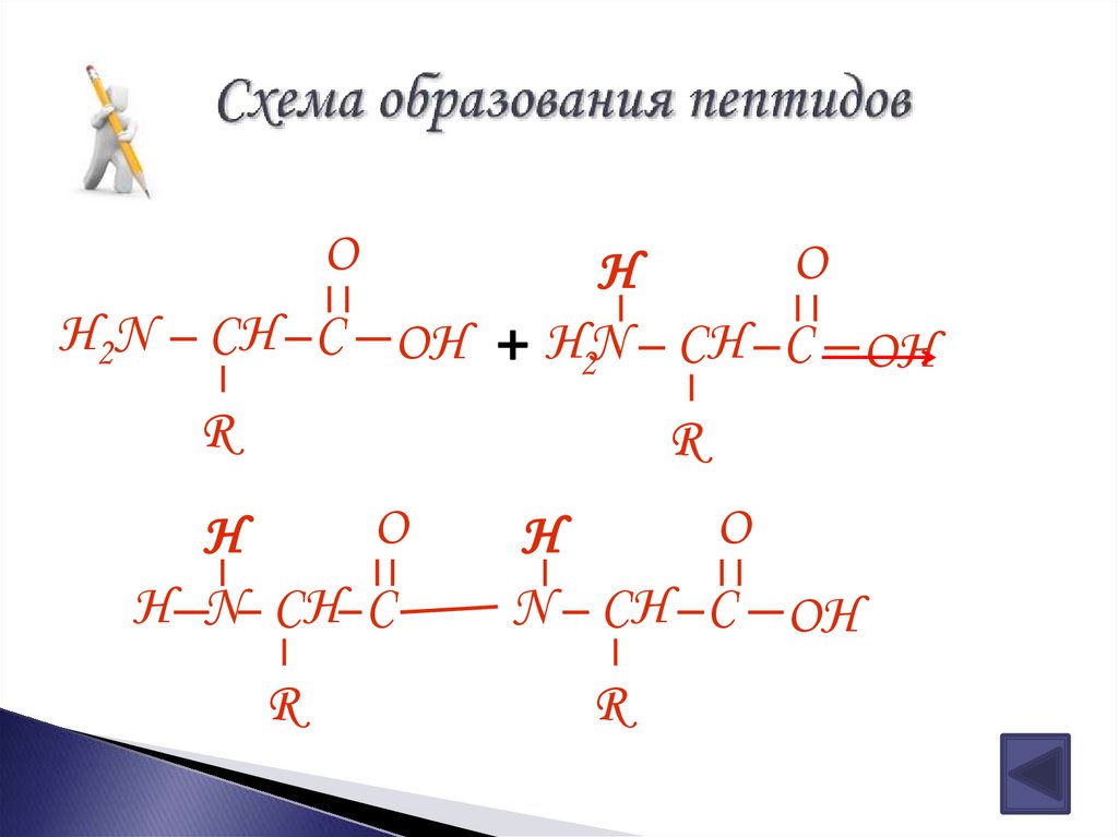 Схема образования пептидов