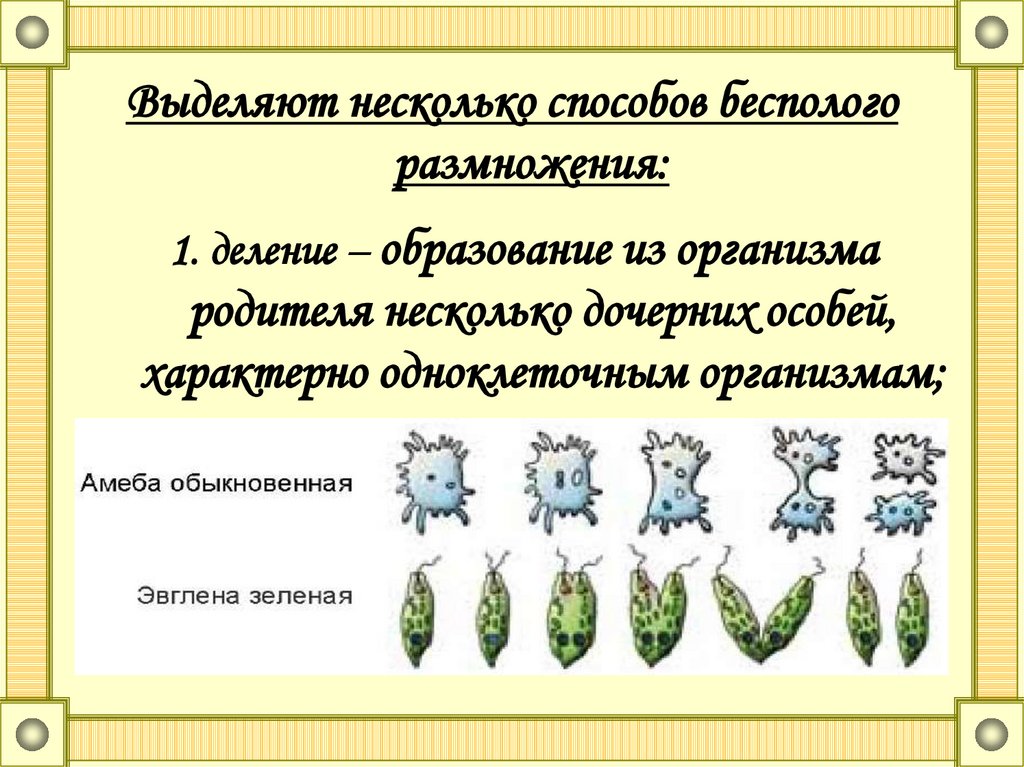 Выделяют несколько способов бесполого размножения: