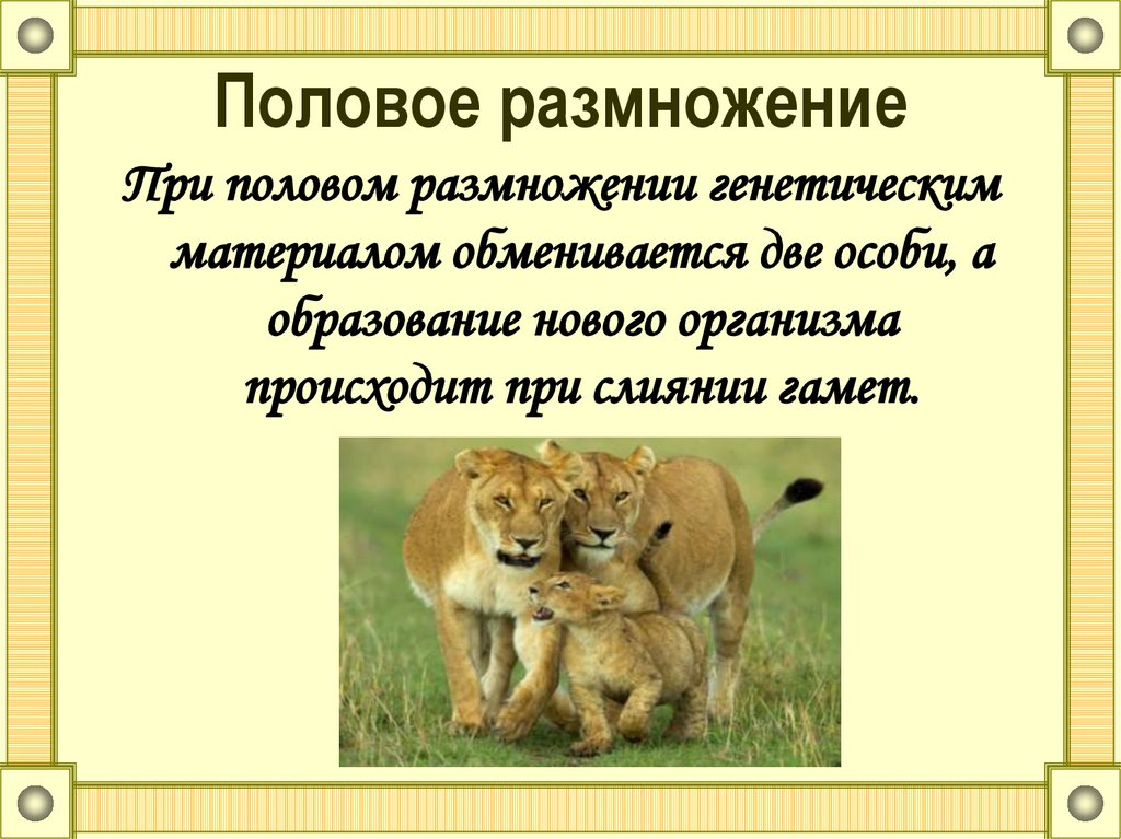 Половое размножение