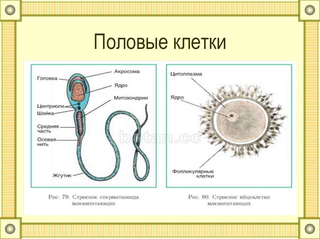 Половые клетки