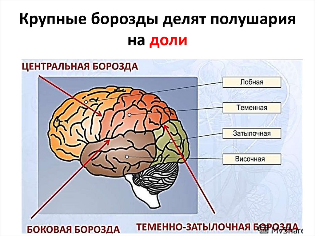 Крупные борозды делят полушария на доли
