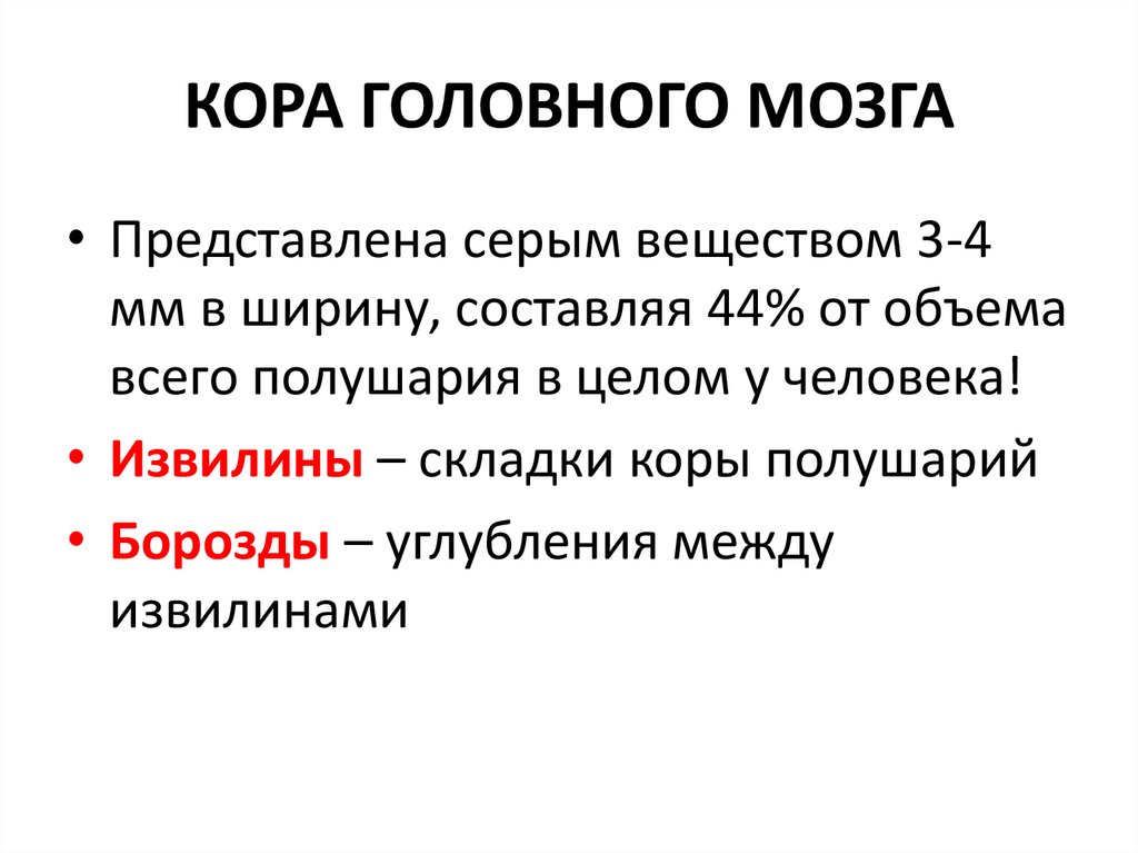 КОРА ГОЛОВНОГО МОЗГА