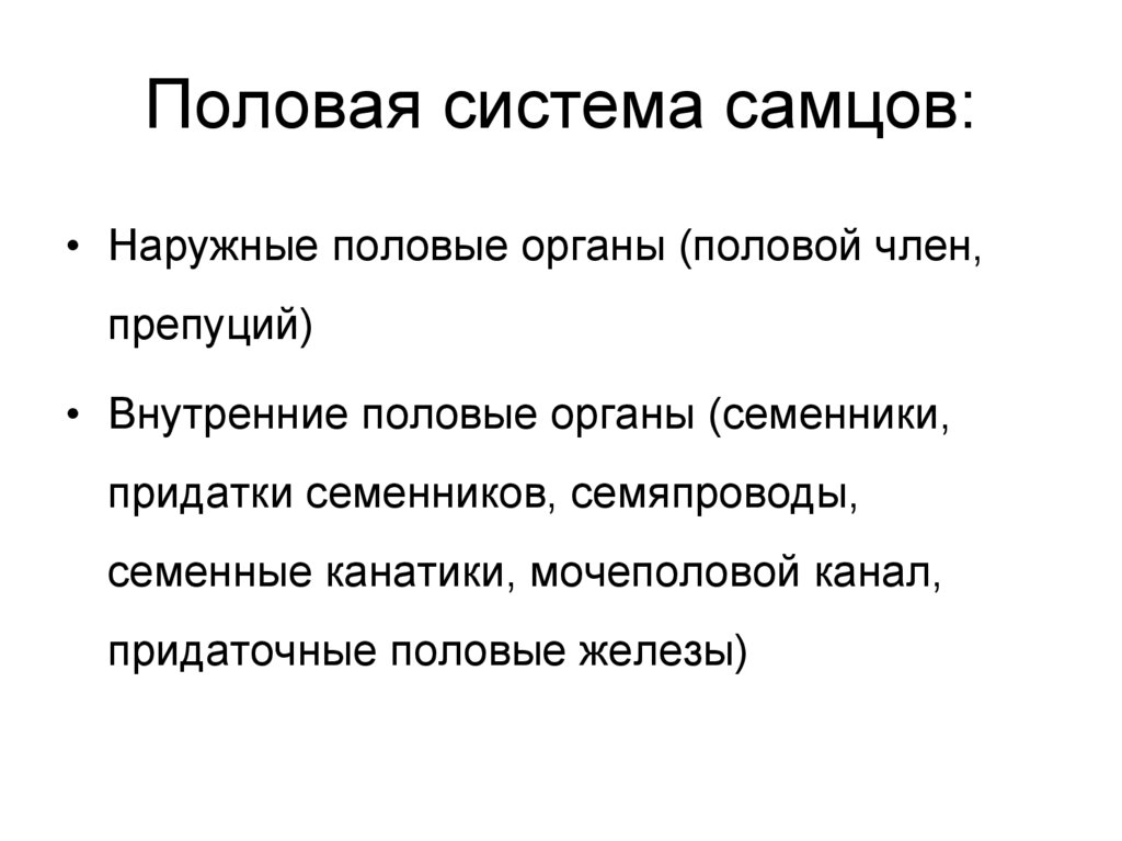 Половая система самцов: