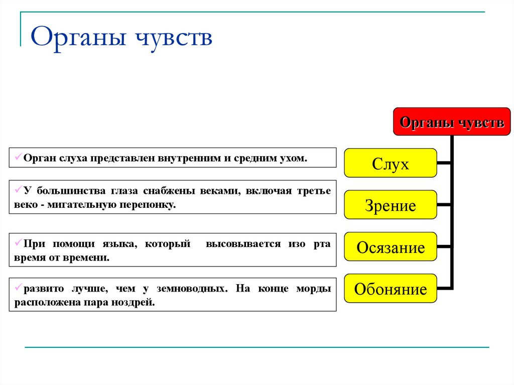 Органы чувств