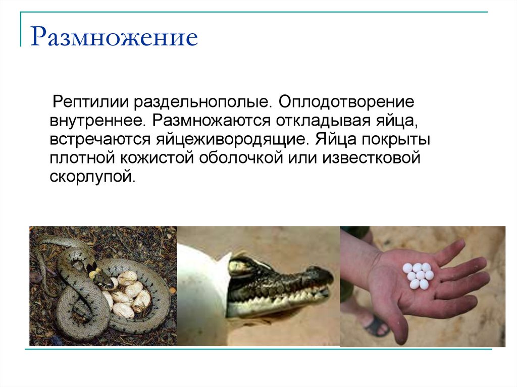 Размножение