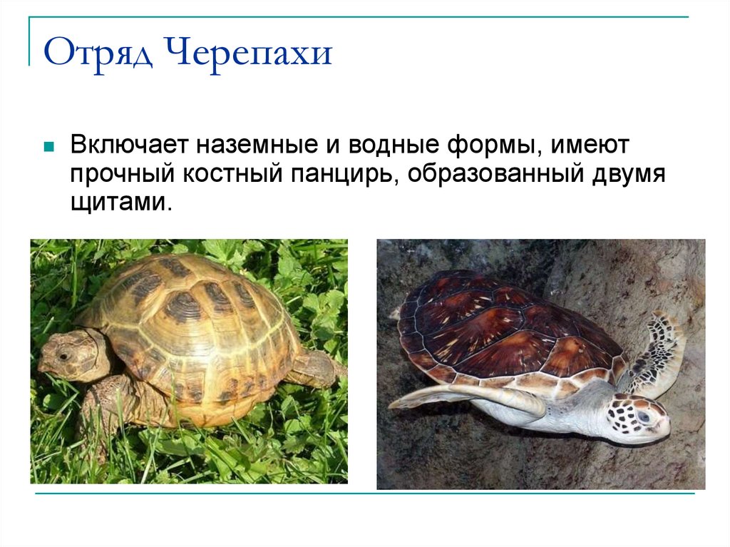 Отряд Черепахи