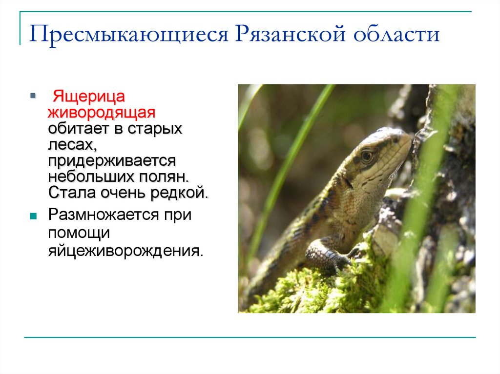 Пресмыкающиеся Рязанской области