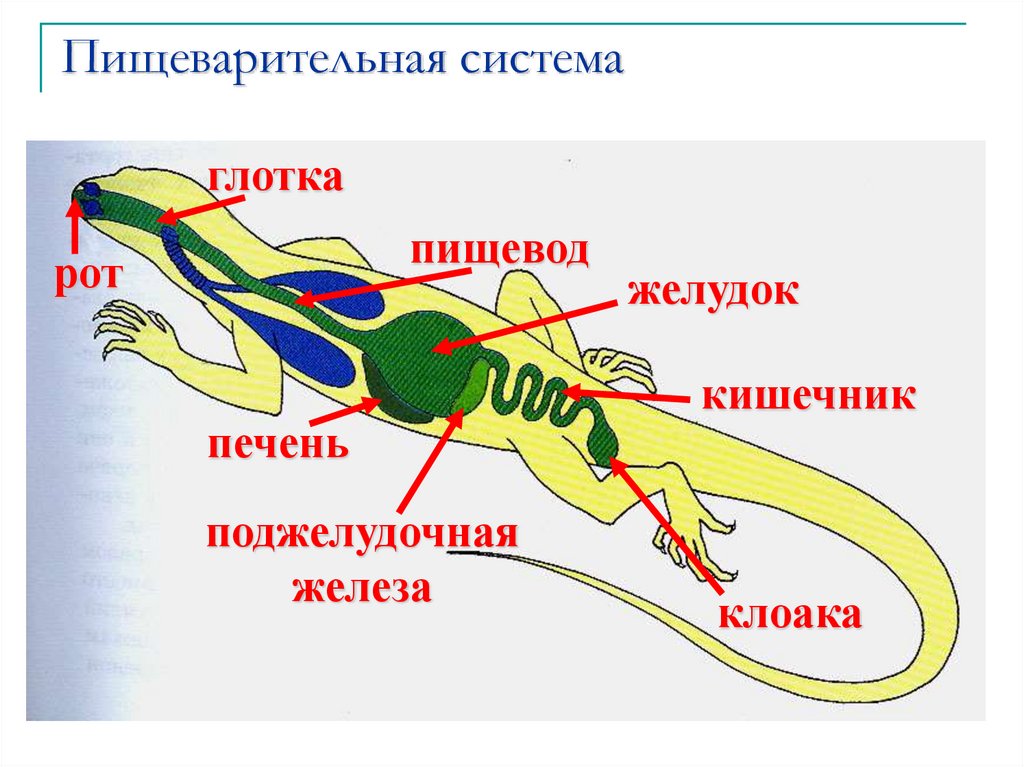 Пищеварительная система