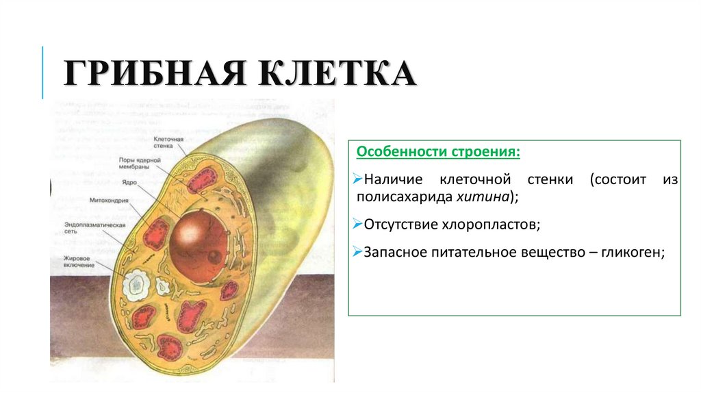 грибная клетка