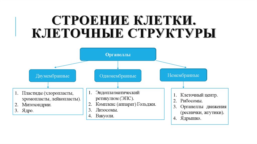 Строение клетки. Клеточные структуры