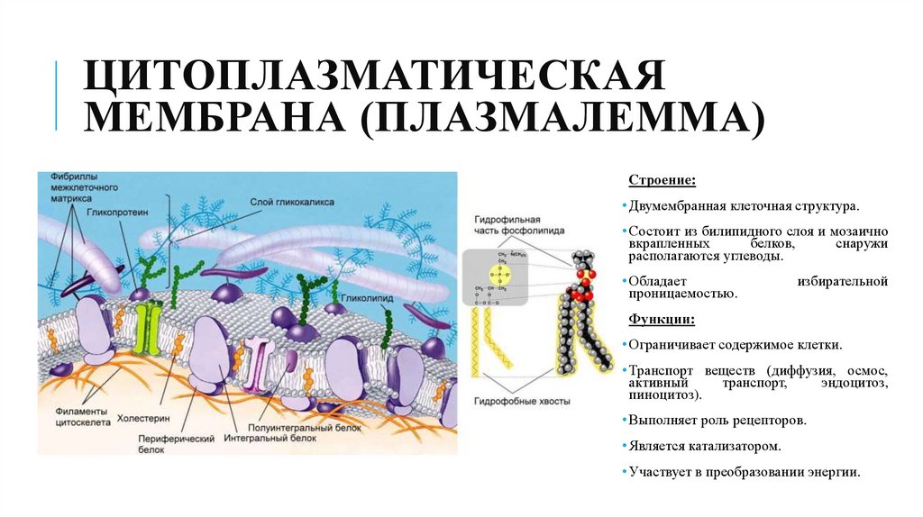 Цитоплазматическая мембрана (плазмалемма)