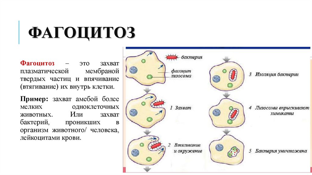 фагоцитоз