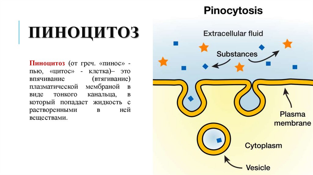 пиноцитоз