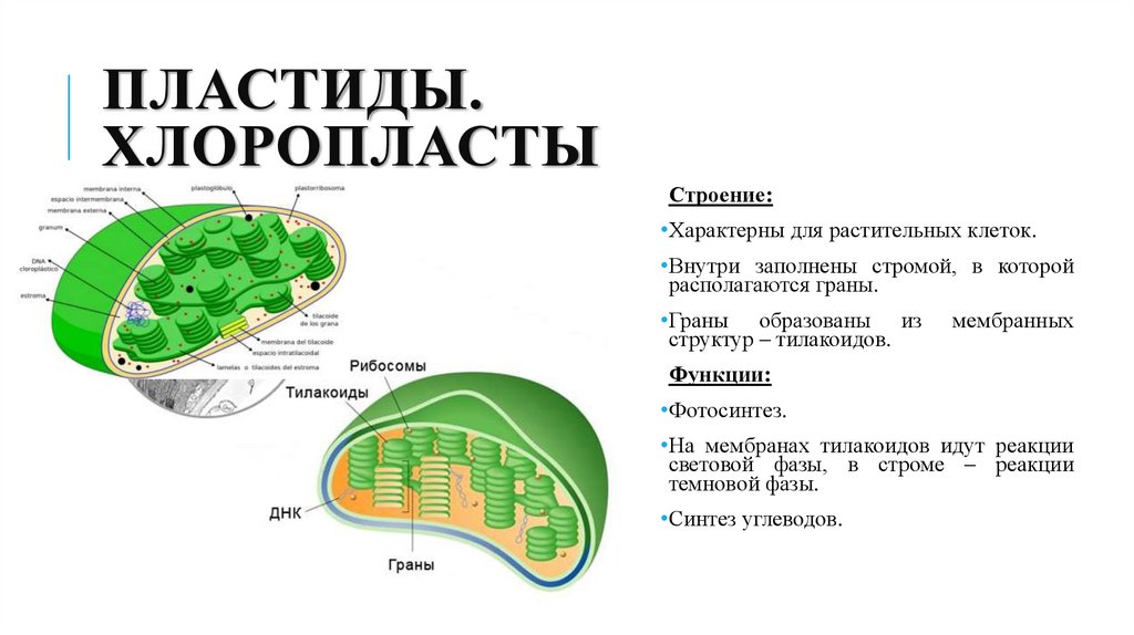 Пластиды. Хлоропласты