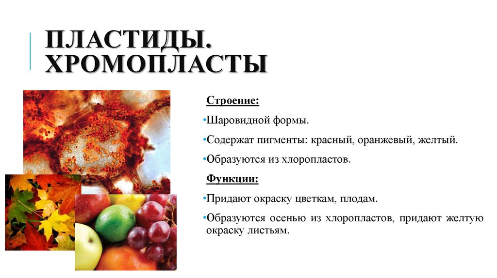 Пластиды. Хромопласты