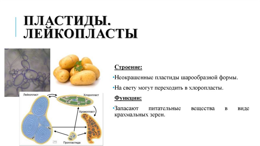 Пластиды. лейкопласты
