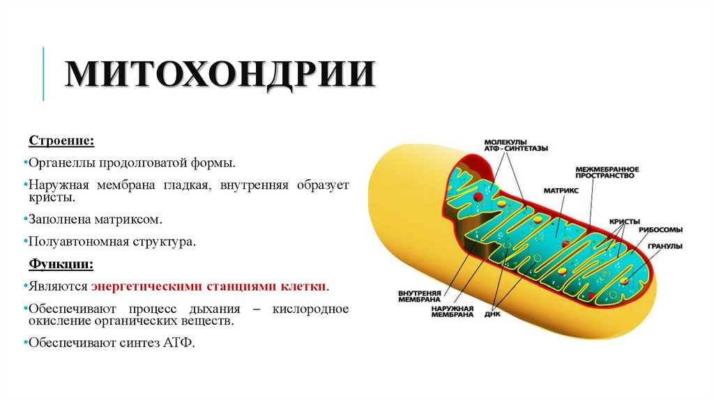 митохондрии