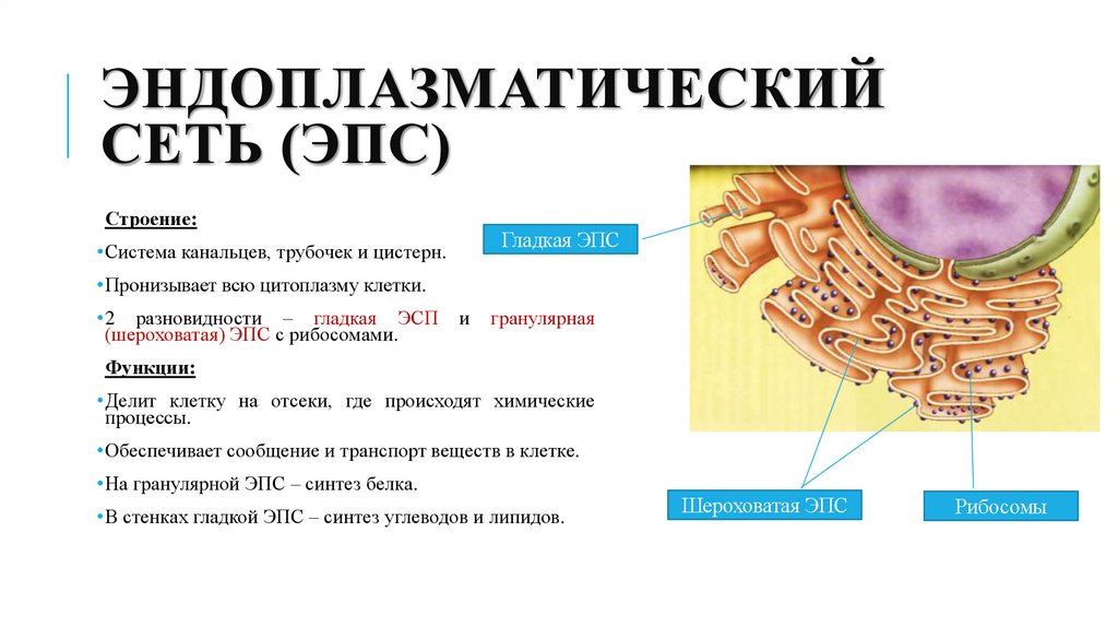 Эндоплазматический сеть (ЭПС)