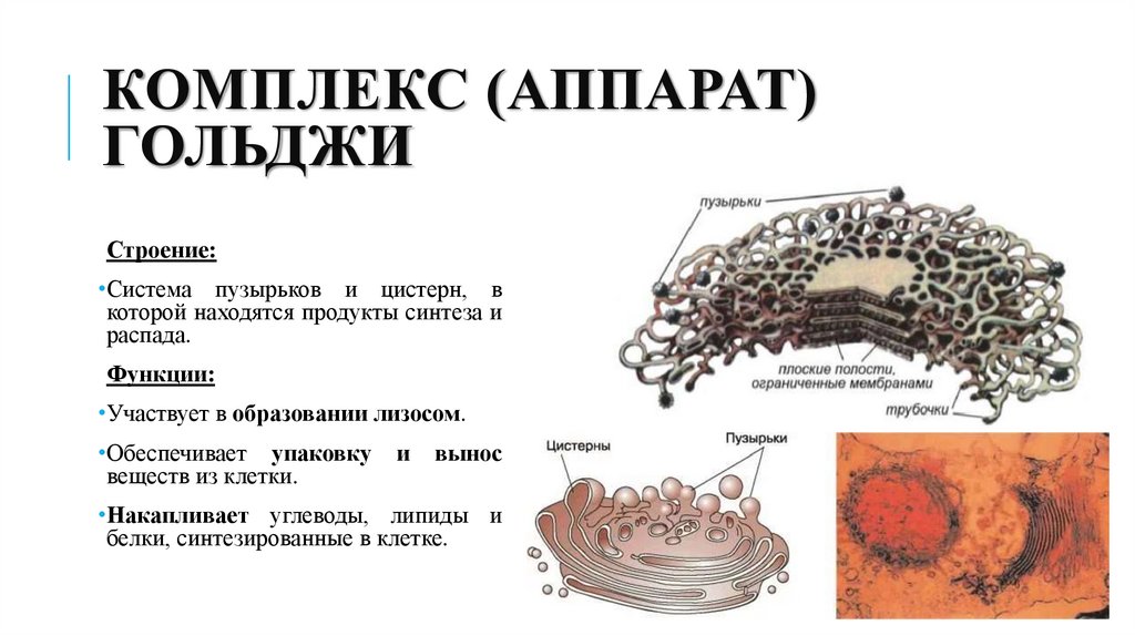 Комплекс (аппарат) гольджи