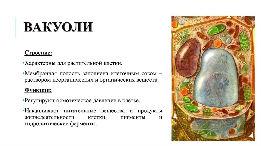 вакуоли