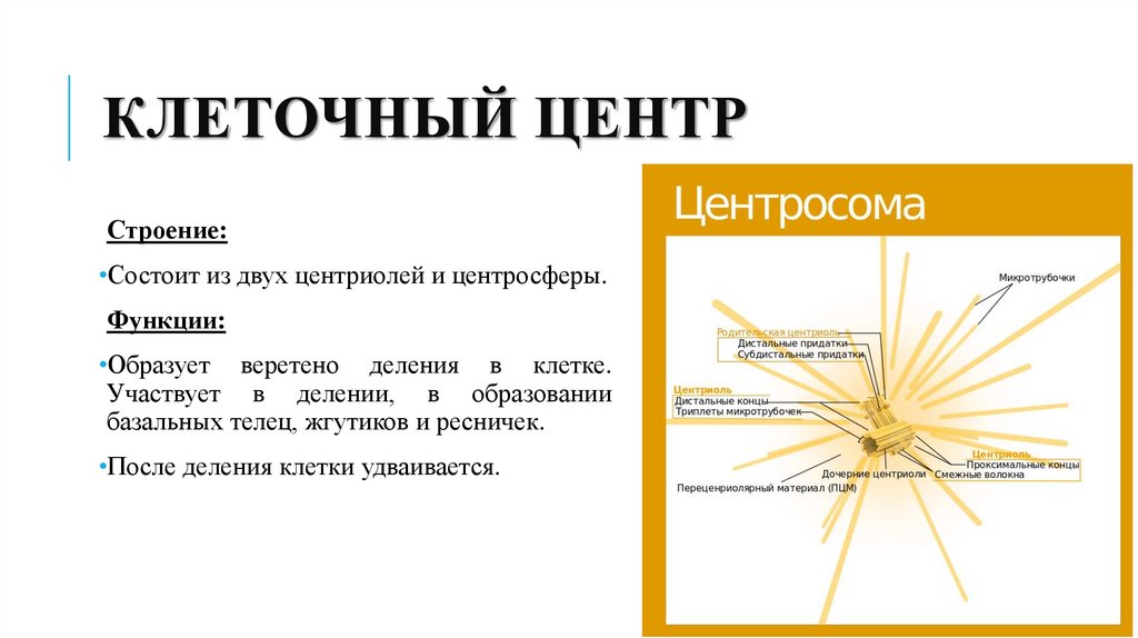 Клеточный центр