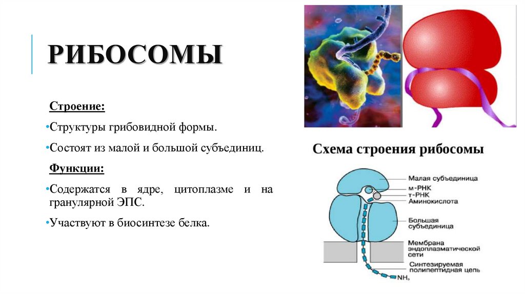 рибосомы