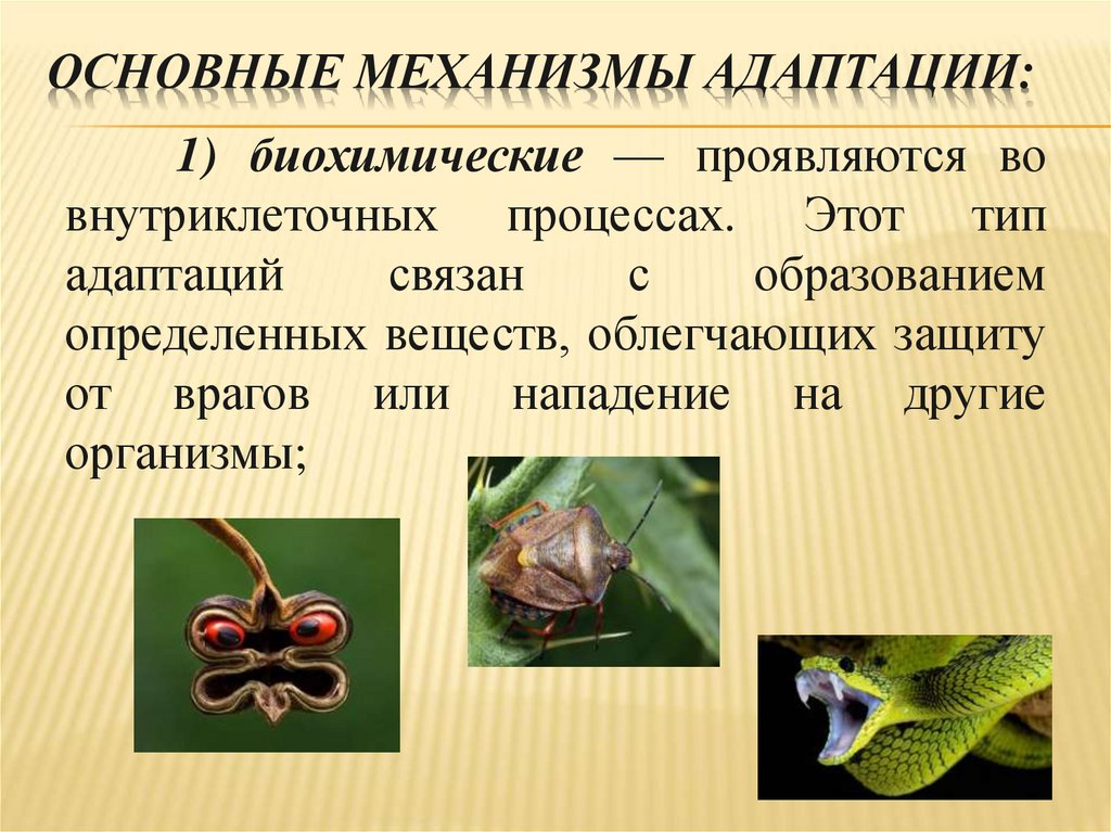 Основные механизмы адаптации: