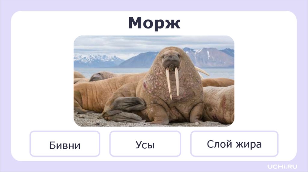 Морж