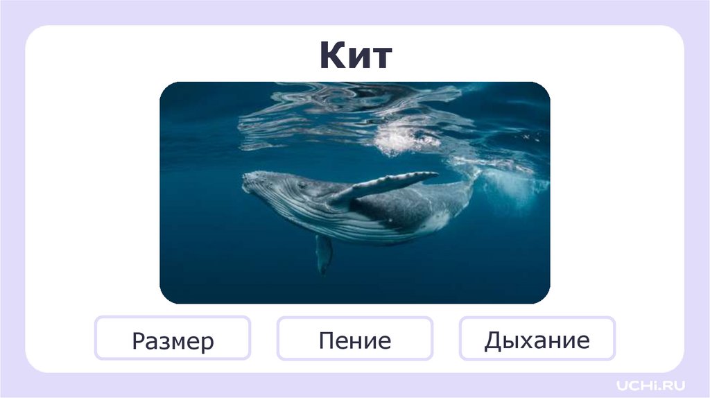 Кит
