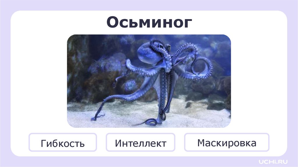 Осьминог