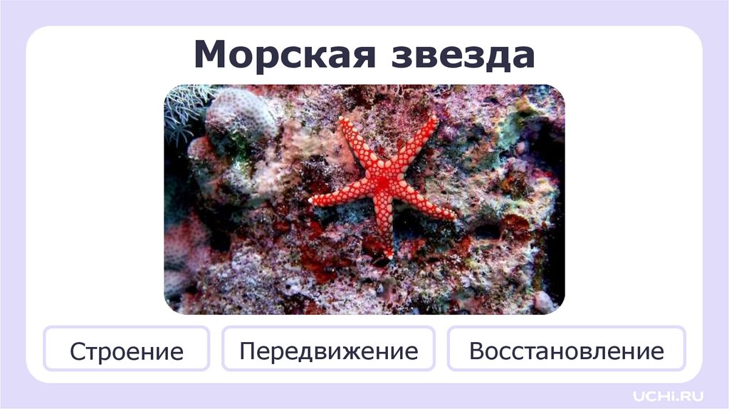 Морская звезда