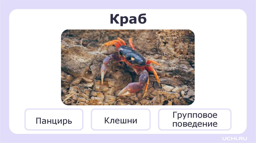 Краб