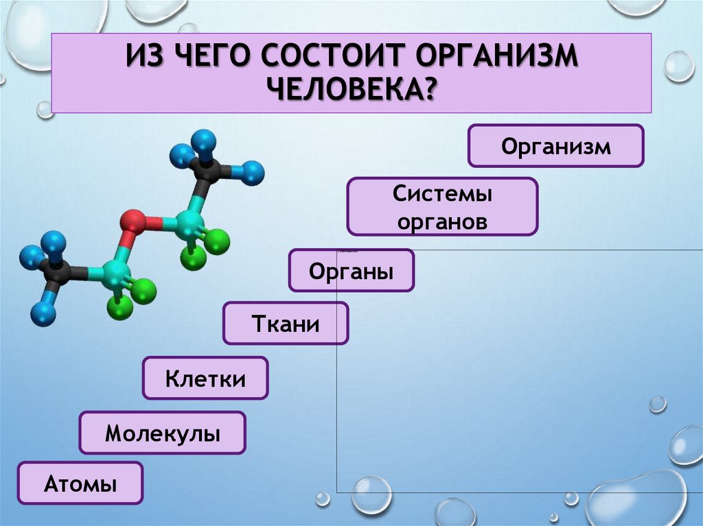 Из чего состоит организм человека?