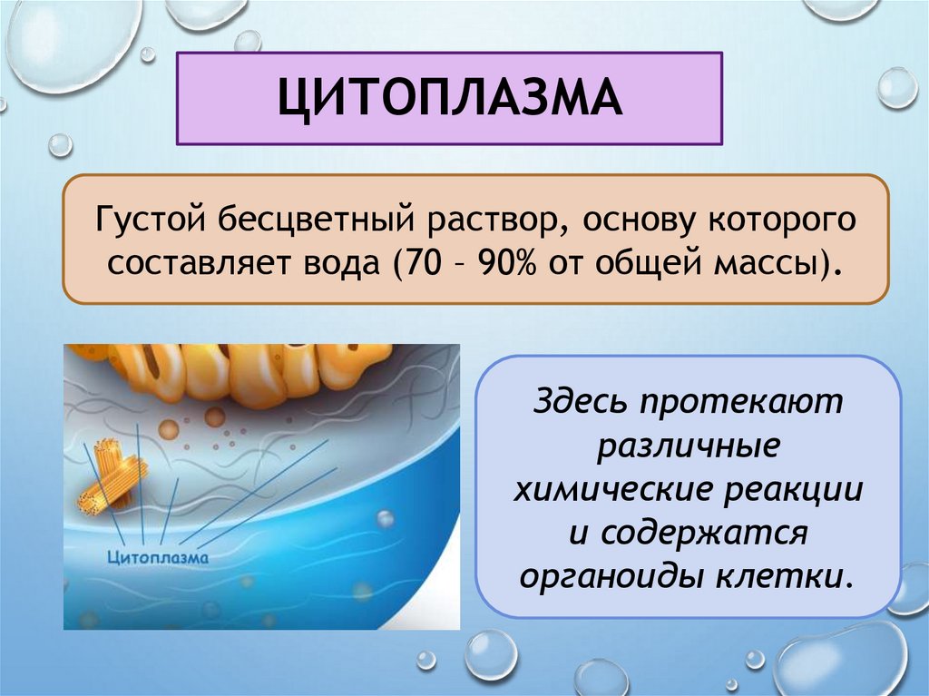 цитоплазма