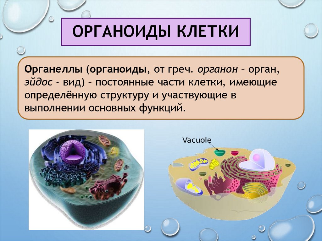 Органоиды клетки