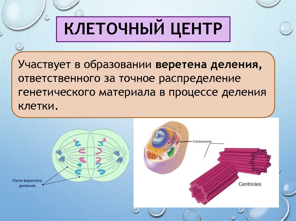 Клеточный центр