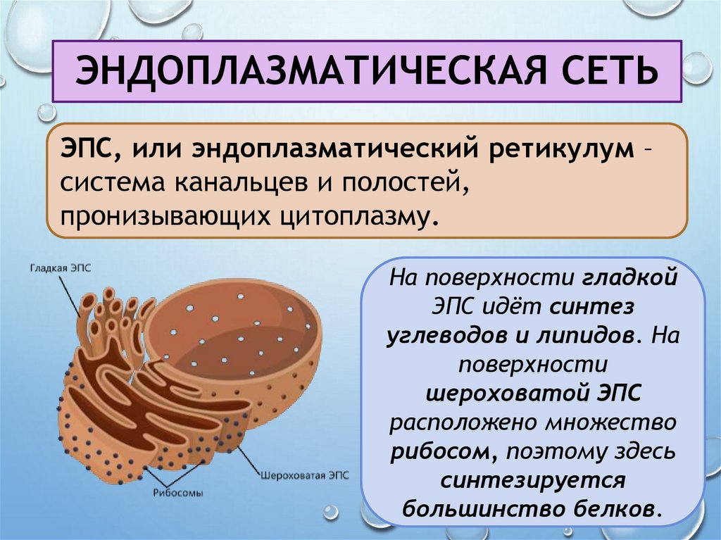 Эндоплазматическая сеть