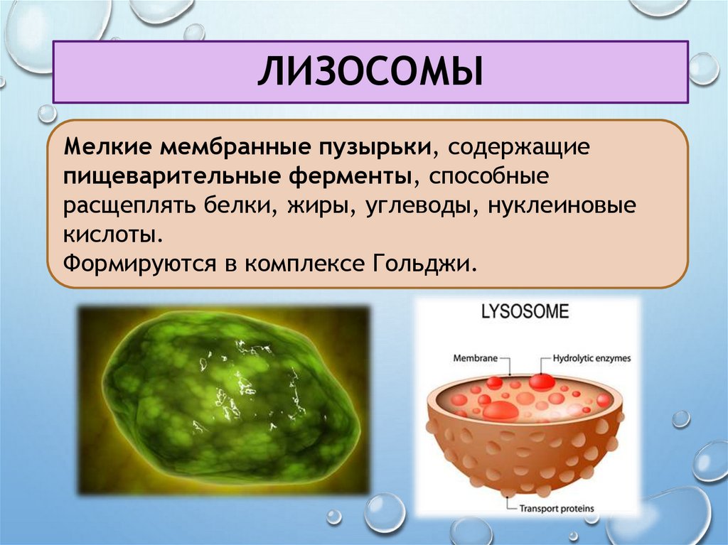 лизосомы