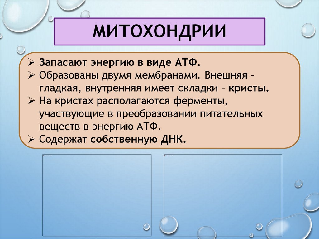 митохондрии