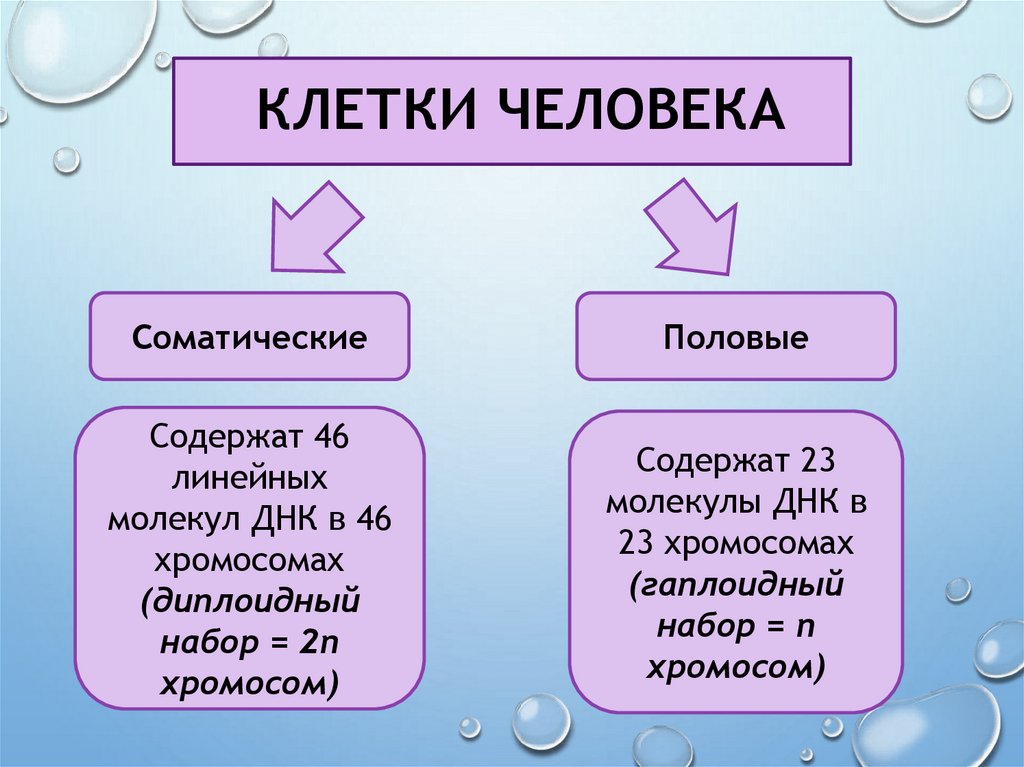 клетки человека